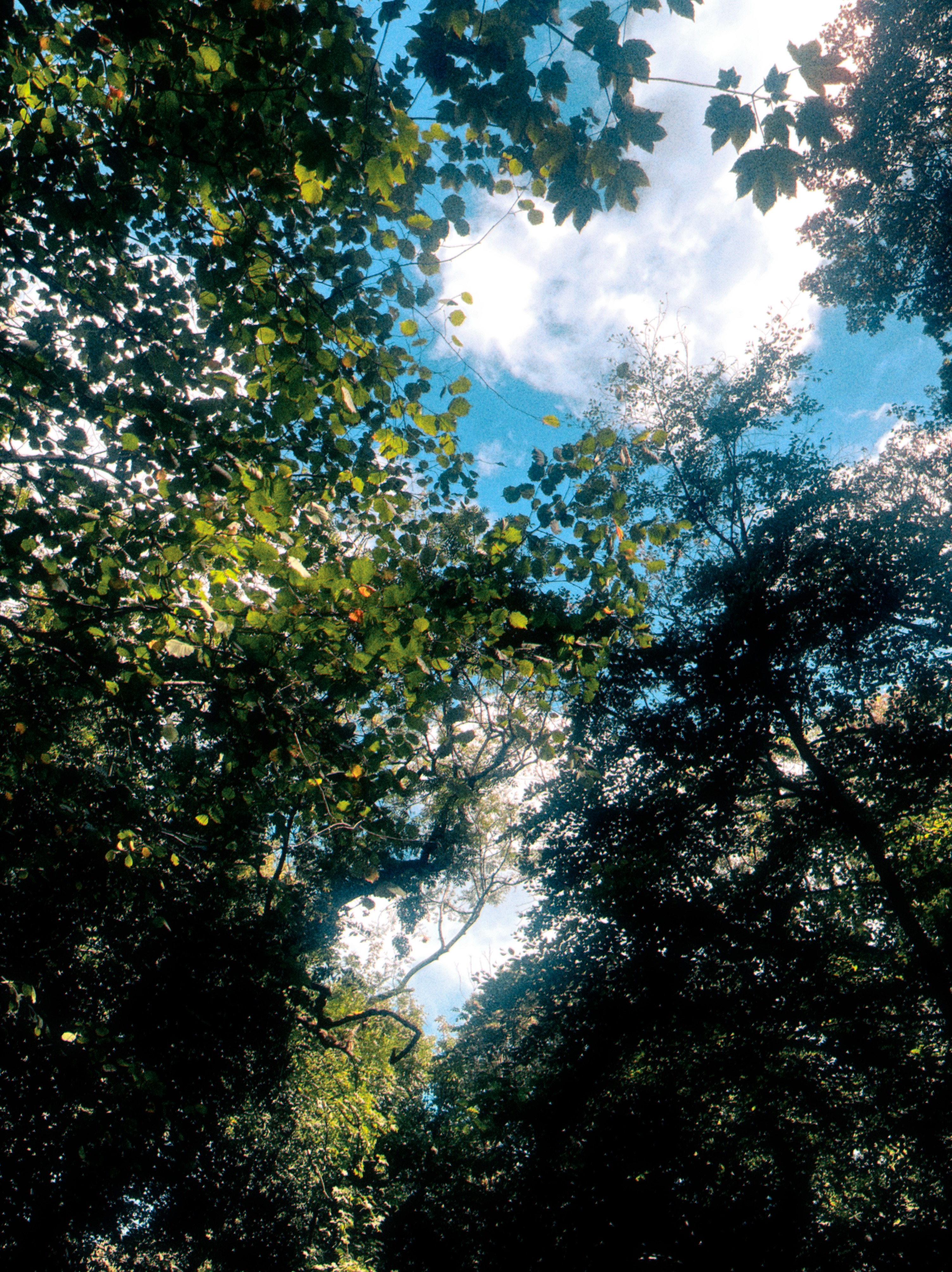 A sunny day filtering through the trees in a weird park that had an Oliver Cromwell statue in it? Wild